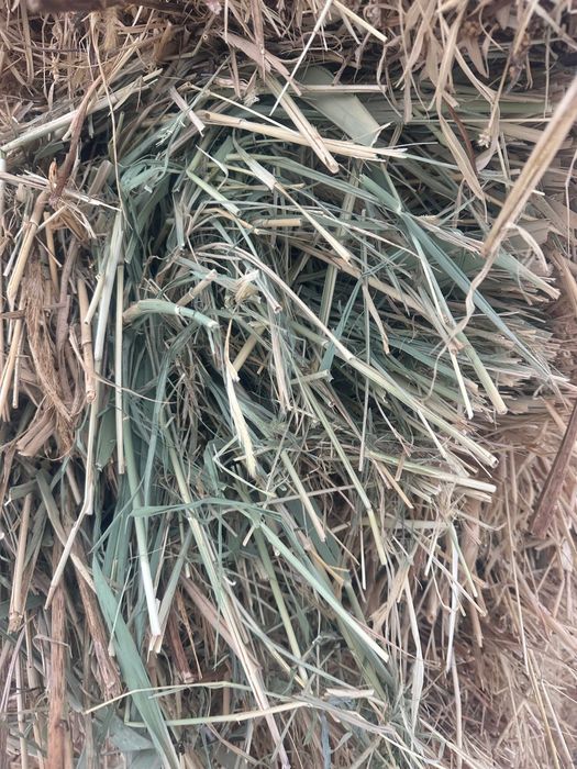 Срочно продам сено