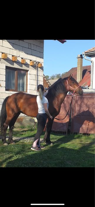 Cal de calarie de vanzare