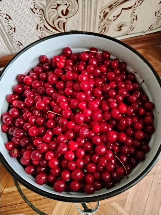 Вишня дачная продам