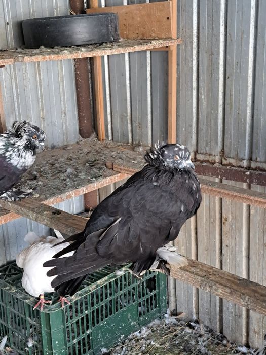 Porumbei uriasi maghiari