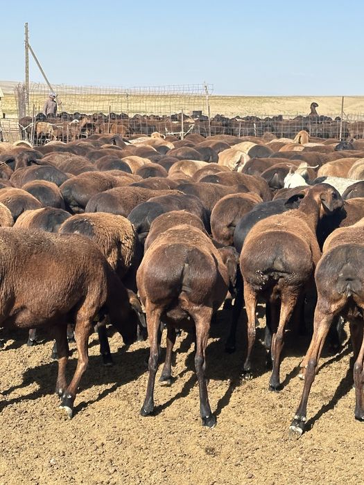 ҚОЙ СОЙЫП Береміз Доставка Бар