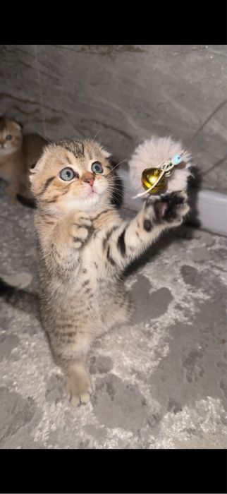 Скотиш фолд табби шиншилла мальчик 2 месяца