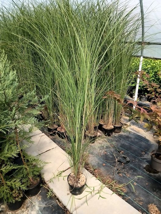 Iarba de pampas culoare gri și roz