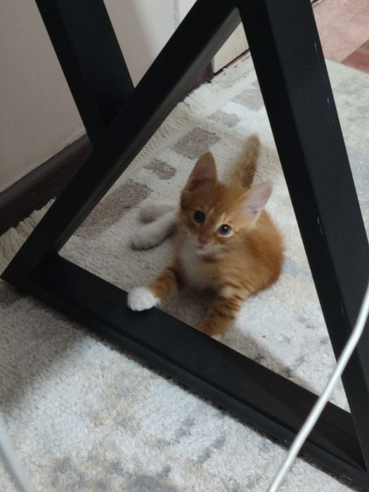 Котенок Кошка Кот
