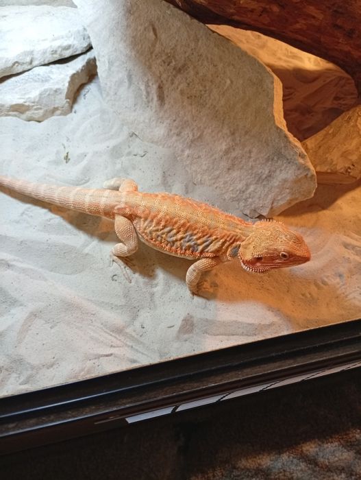 Agamă Vâlcea femelă