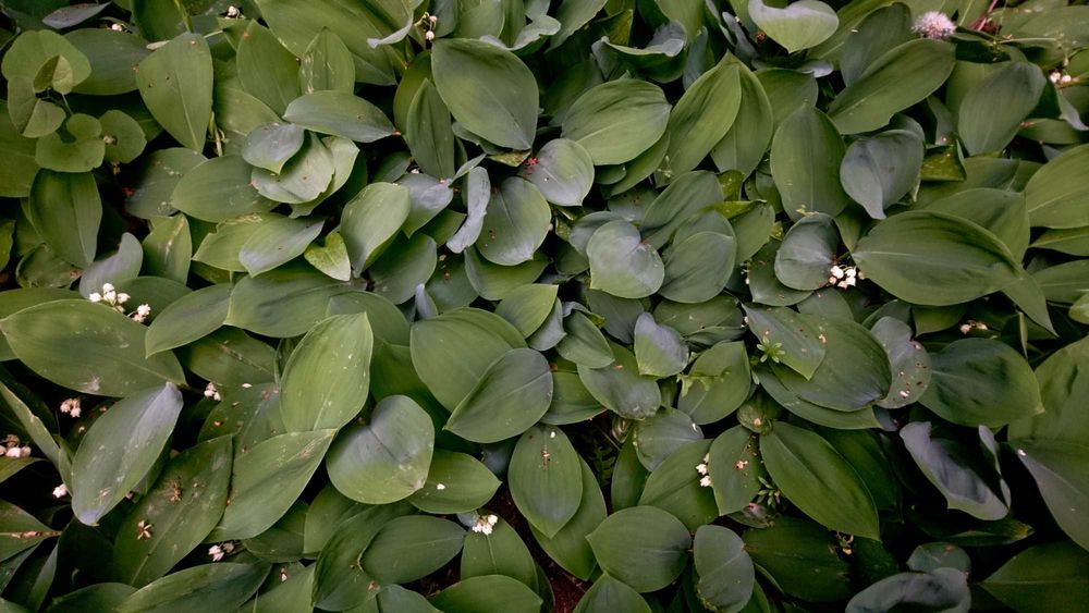 Planta-Floare: Margaritar - Lacramioare - Clopotei