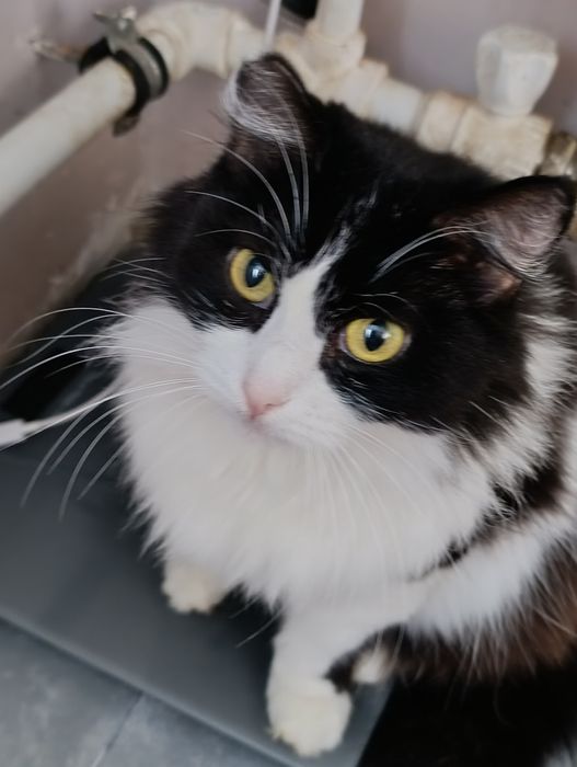 Ищут дом,стерильные,привитые.