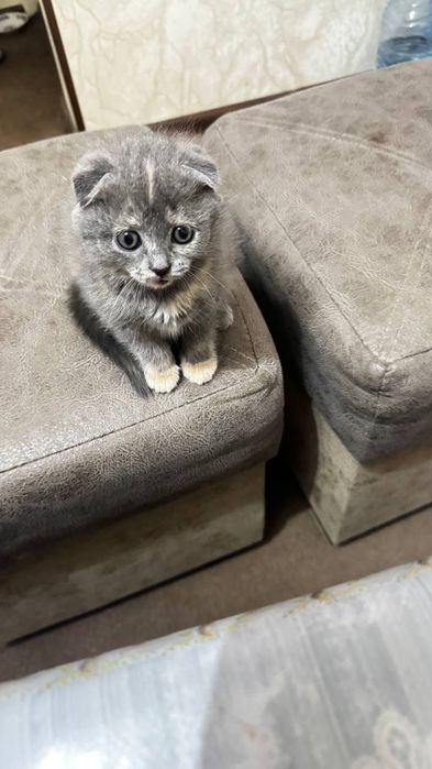 Продам  котёноки