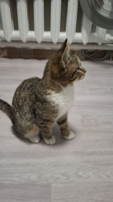 Отдам котенка девочка