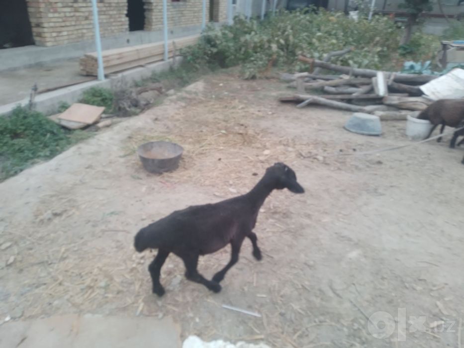 3 ta q6chqor barra sotiladi semiz