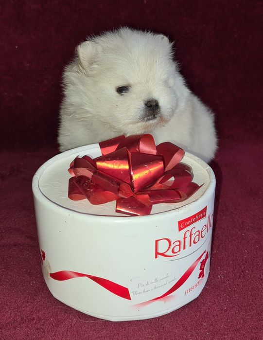 Продам шикарных щенков померашек