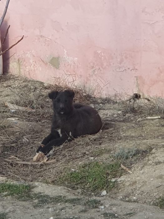 Отдам в хорошие руки (самец)