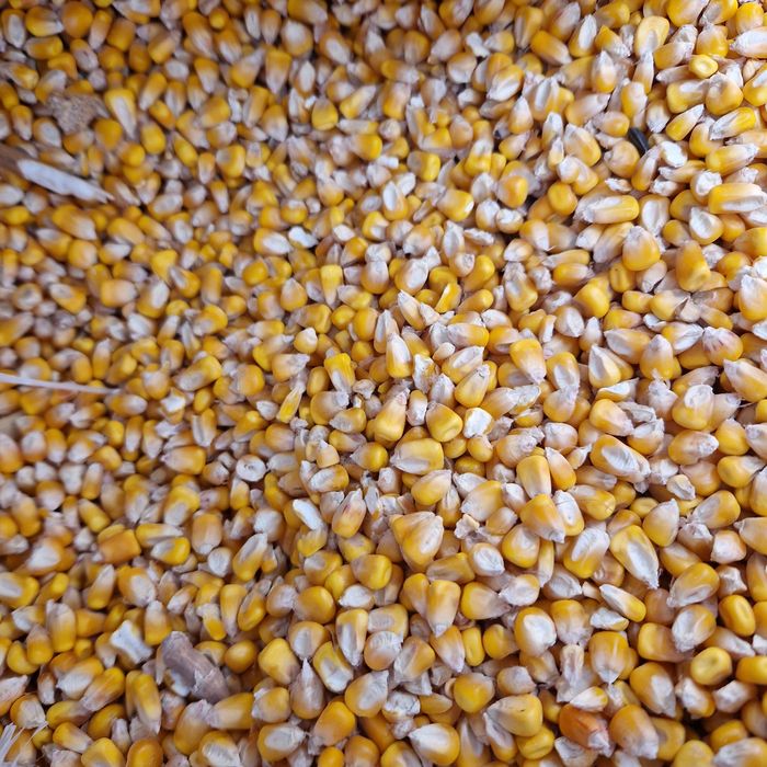 Porumb boabe  recolta 2025 ambalat la saci de 40kg
