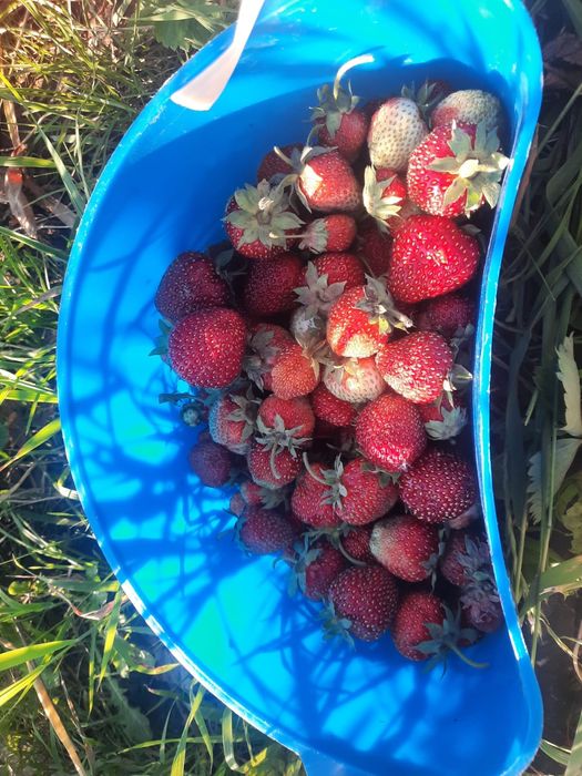 Продам дачу в садовом обществе Казахстан