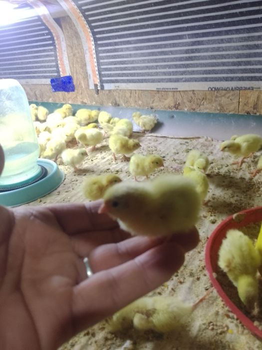 Бедона белый гигант жу́жалари