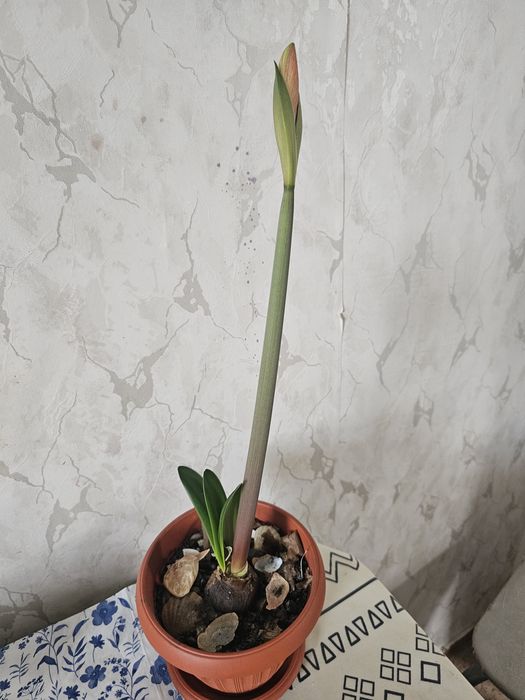 Продам гипераструм