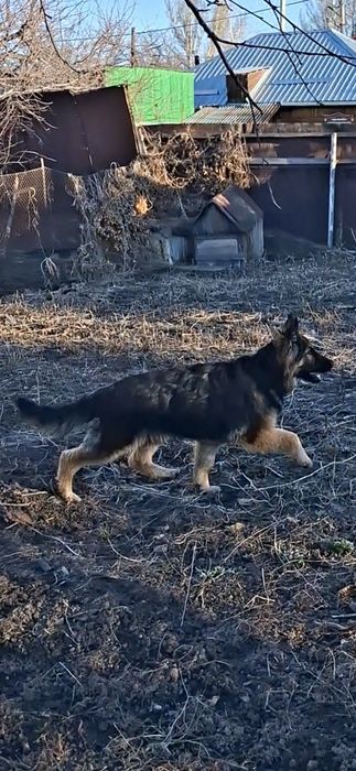 Продам Щенка Чистокровная ДШ шенок Немецкий Овчарка