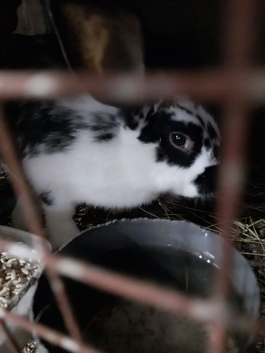 Продам кроликов разные