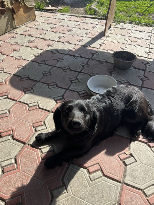 Собака Спаниэль животные