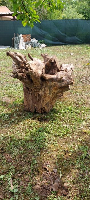 Vand rădăcină de Nuc