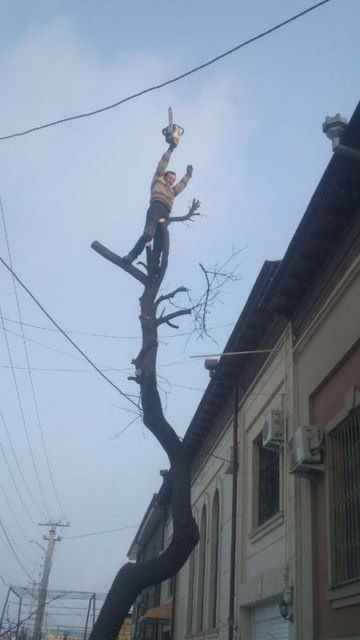Дарахт.кесиш.богбон