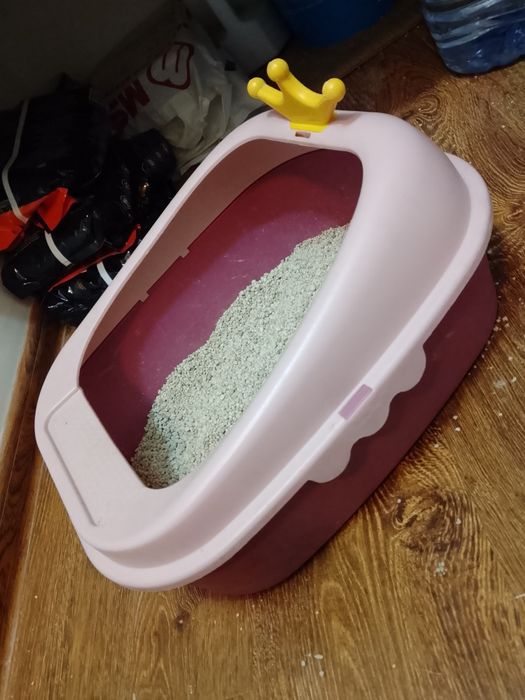 Mushuk zotdor sotiladi