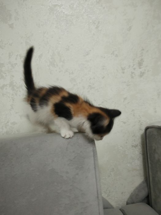 Котенок в добрые руки  отдам