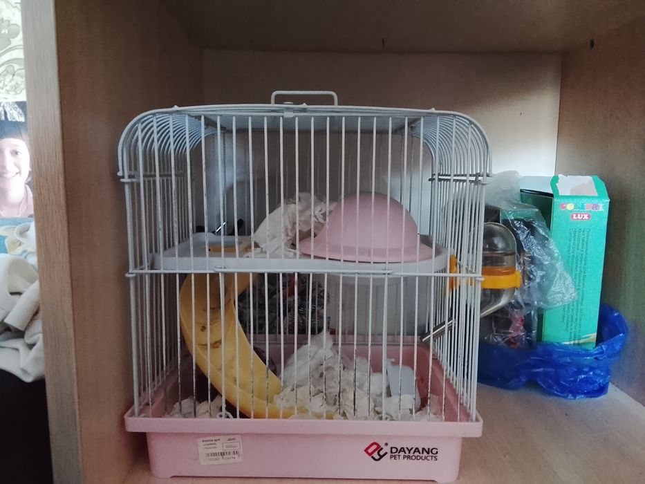 Обменяю хомяка!!