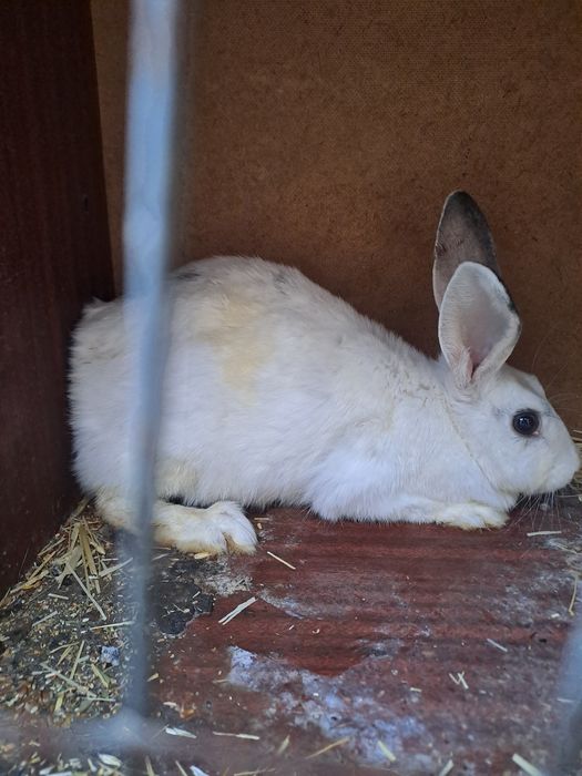 Кролики,кояндар Шымкент