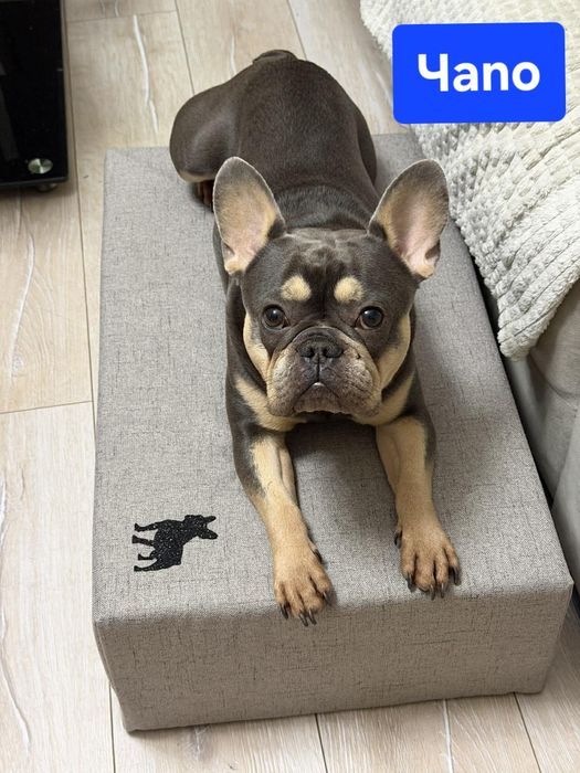 Изработваме МАТРАК -СТЪПАЛО    за кучета