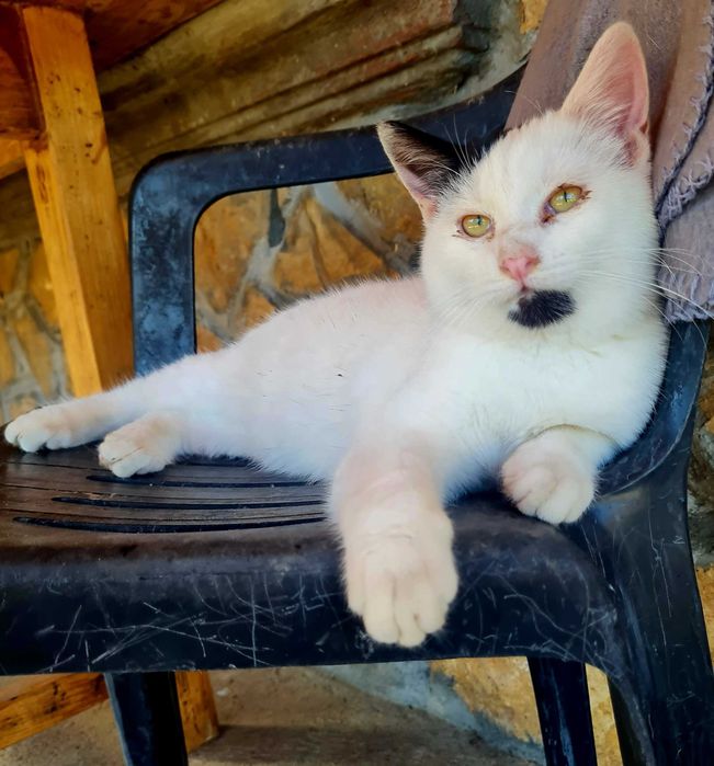 Двама красиви, гальовни господа си търсят любящи стопани