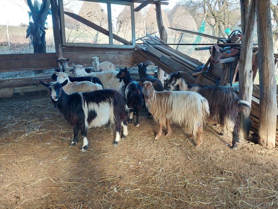 Vând capre bune de ținut gestante