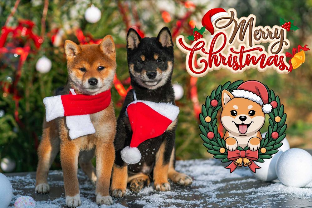 Бебета от породата шиба ину