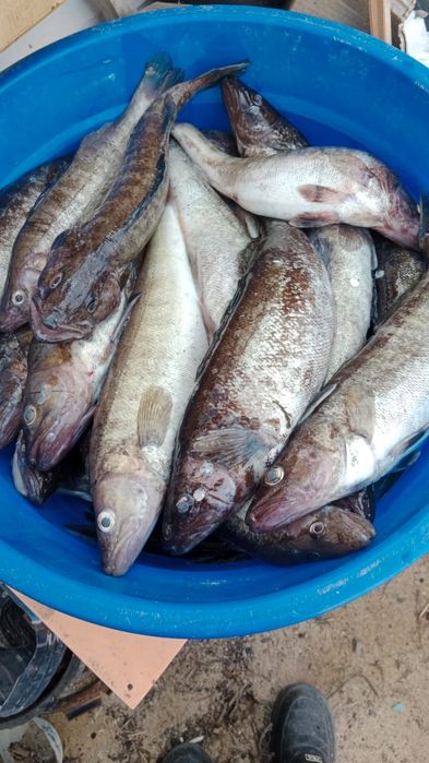 Судак свежий в наличии