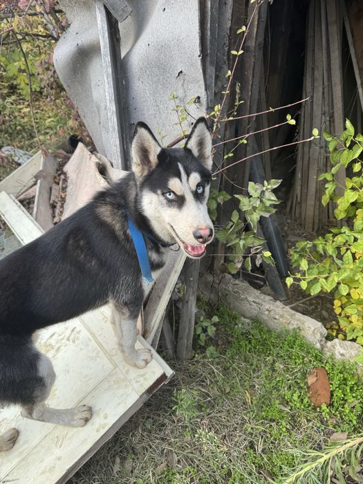 Продавам Сибирско Хъски