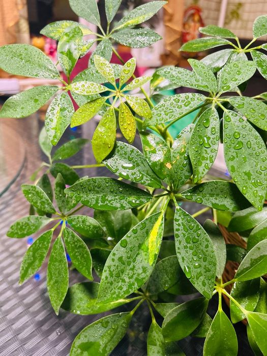 Комнатные цветы Сансевиерия