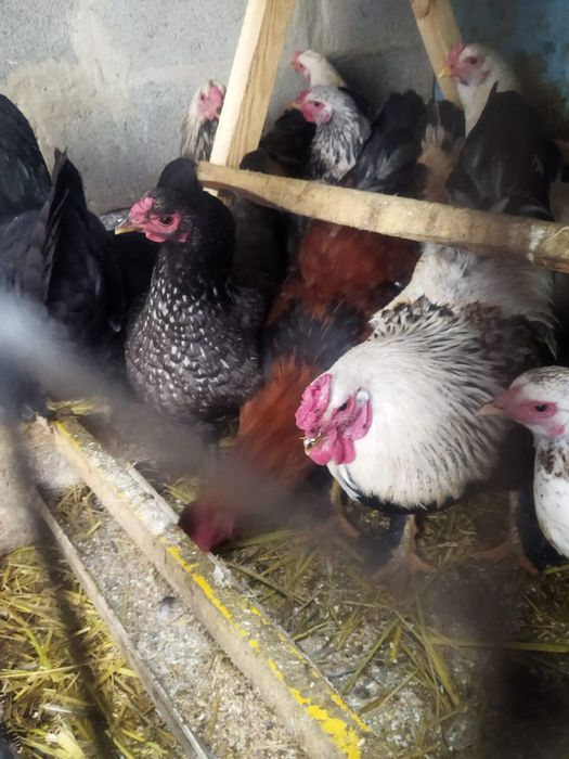 Продам куры домашние
