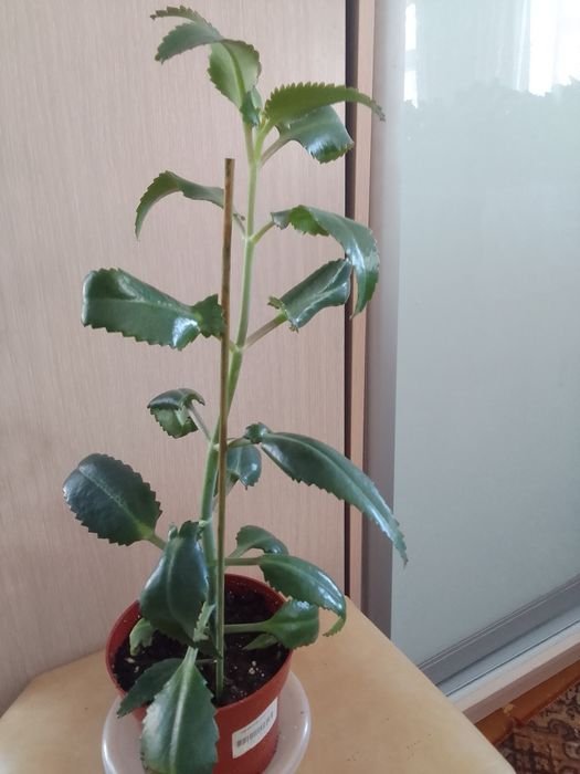 Продам комнатные цветы