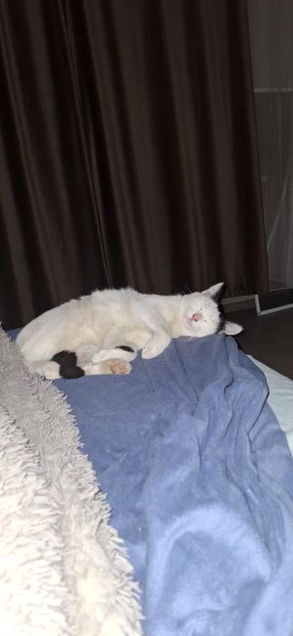 ПРОПАЛ кот! Р. Мирный