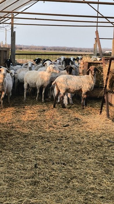 De vânzare oi cu miei