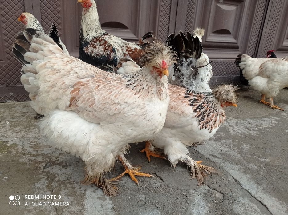 Брама товук тухумлари  сотилади