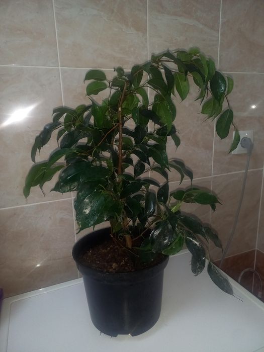 Комнатние растение