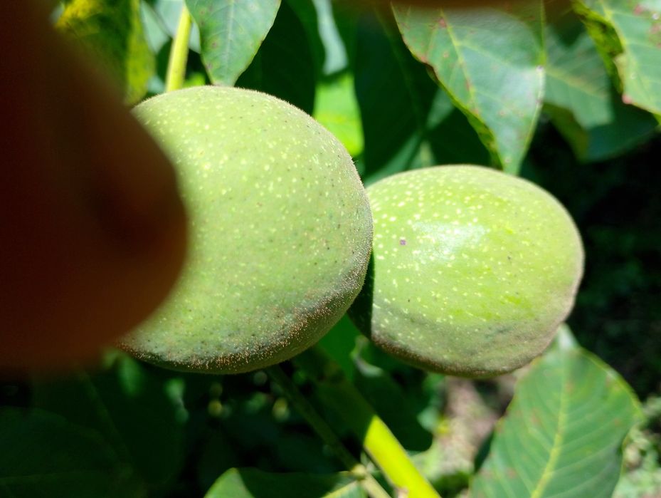 Nuci în coajă deosebit de mari cu coaja subțire