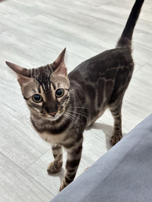 Бенгальский кот, с документами