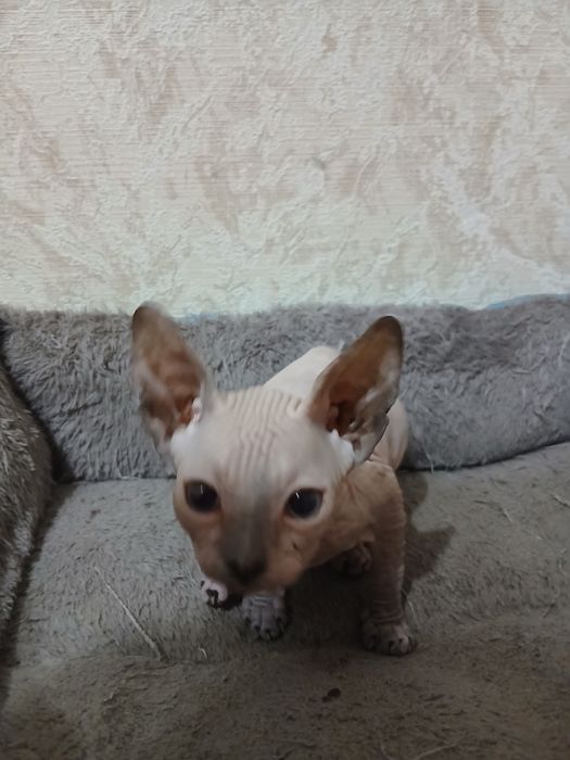 Продам котёнка мальчик