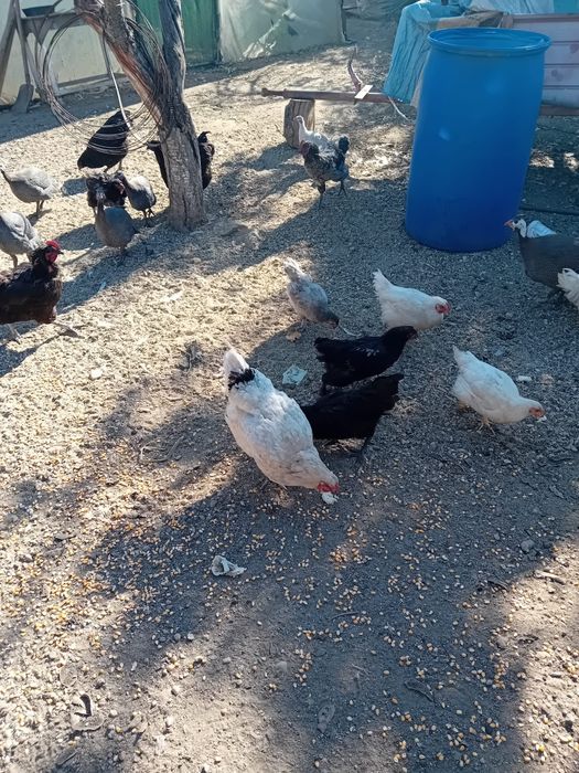 Gaini _Cocosi si Pui de vanzare.