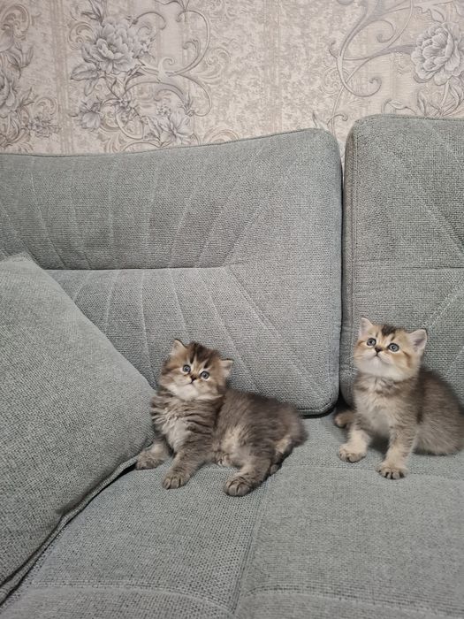 Шотландские котята