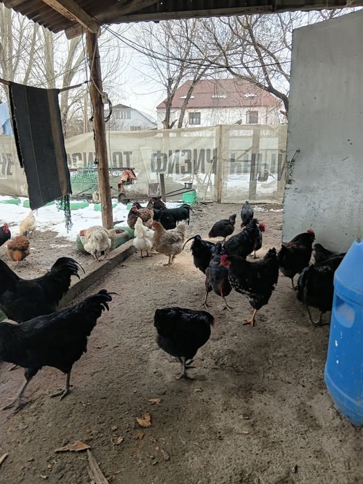 Продам петухов Австерлоп