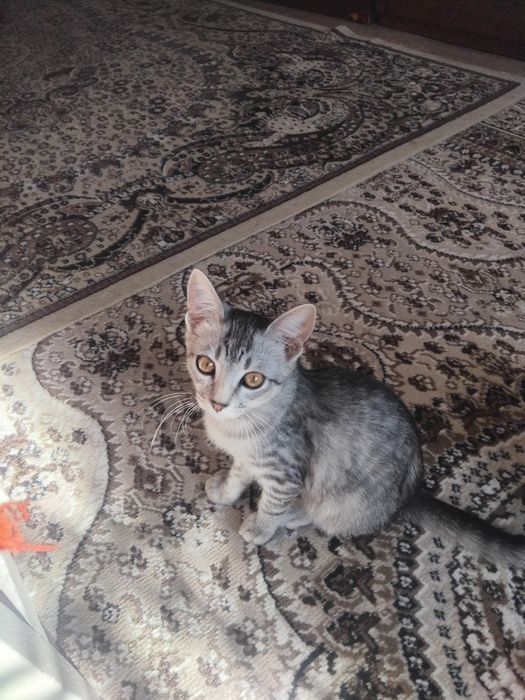 Котята от сиамской кошки