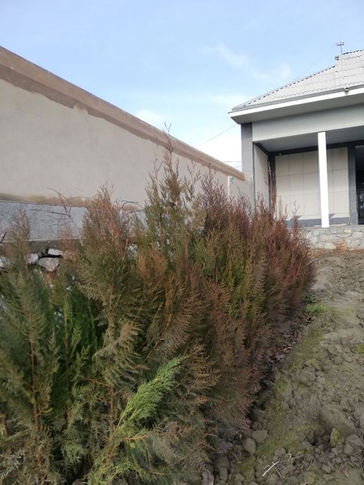 Кампакт арча, Kampakt archa